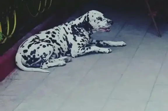 Пропала собака с клеймом в Дагестанских Огнях