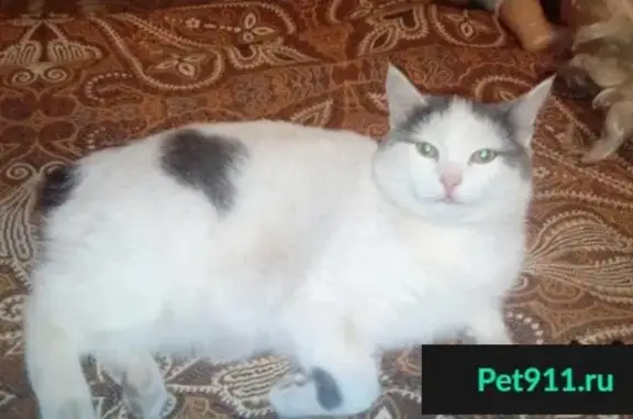 Пропала кошка в Нагорном, Пермь 19.12.17 без хвоста.
