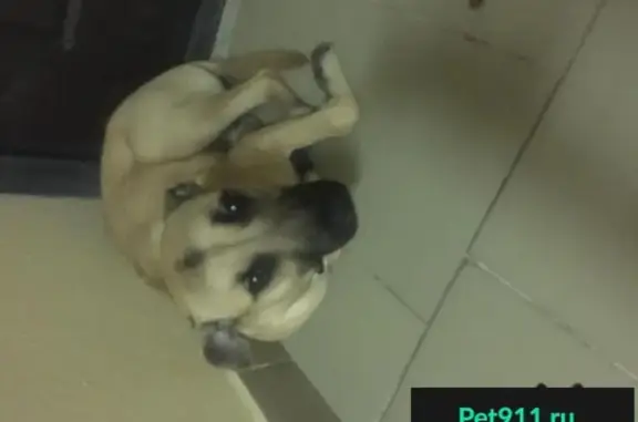 Пропала собака в Железнодорожном, Астана