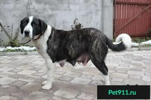 Пропала собака в деревне Федюково, МО, алабай, ошейник, ищут!