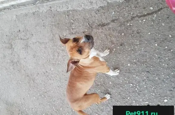 Потерянная собака в Астрахани: Сучка