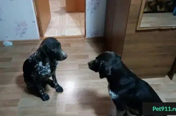 Найдены 2 собаки в Сочи на улице Дмитриевой, 30