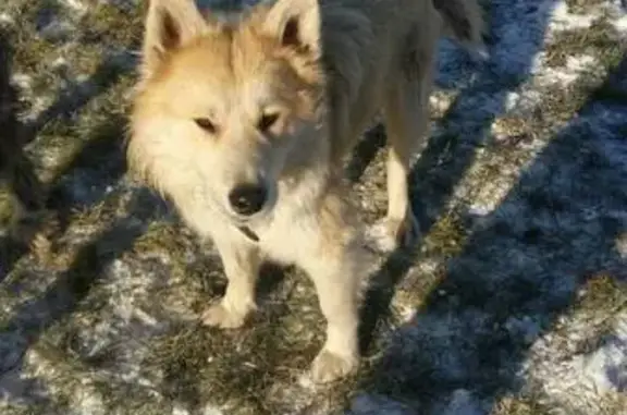 Найдена собака в Оренбурге: 8 (922) 547-82-80
