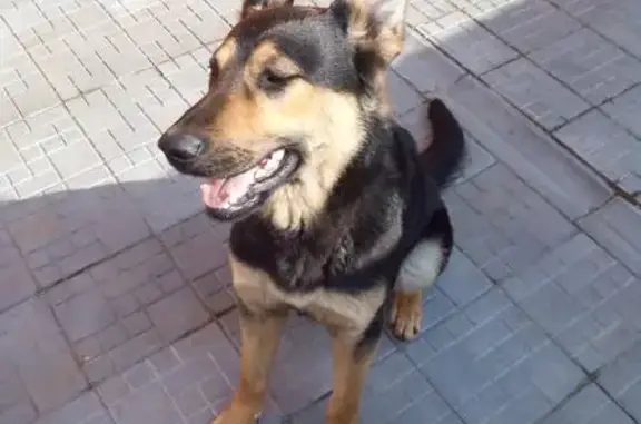 Пропала собака Марта в Ногинском районе Московской области
