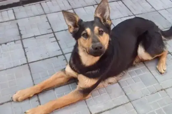 Пропала собака Марта в селе Кудиново, Ногинский район.