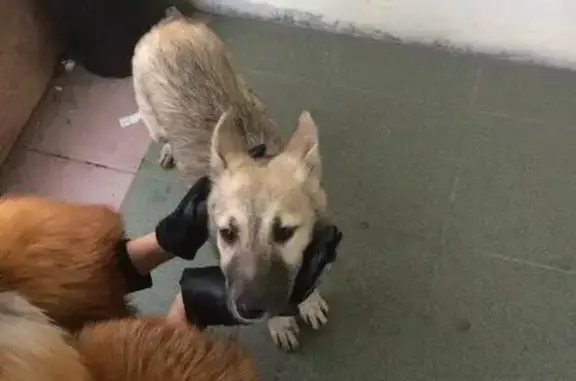 Собака найдена на улице Грина в Москве