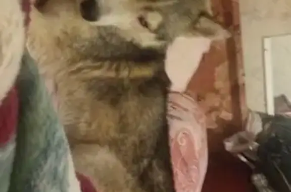 Собака с зеленым ошейником найдена в Краснодаре.