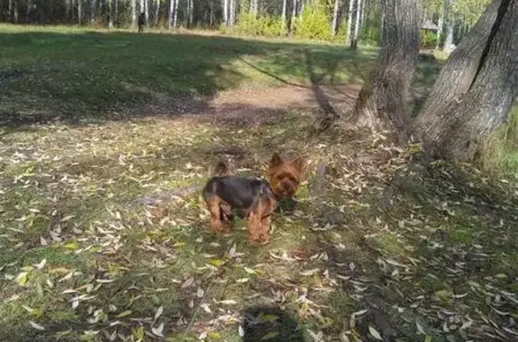 Собаки потеряшки, Новоуткинск, фото: Потеряшка йоркширский терьер в пос. Новоуткинск, ул. 8 Марта, 15.12.17.