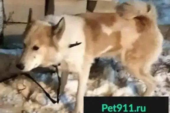 Собака найдена в Старотураево, Ермекеевский район