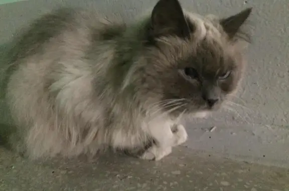 Потерян кот манкс на ул. Академика Шварца, Екатеринбург