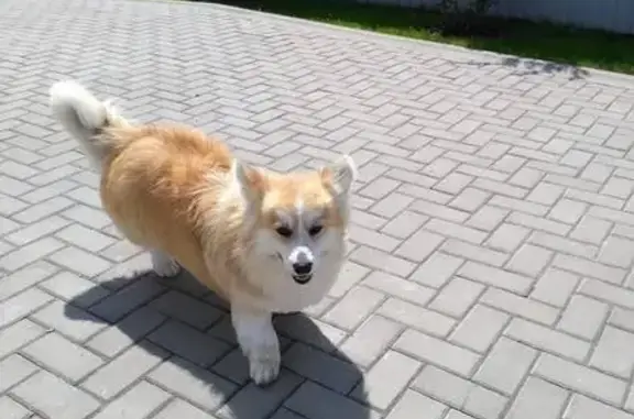 Пропала собака на ул. Пучковка, Курск