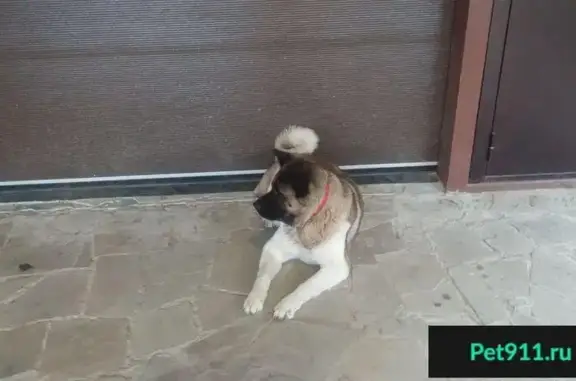 Пропала собака породы Акита в Больших Томиках, Ленинградская область