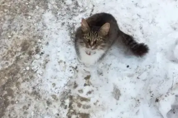 Потерянные животные Новокуйбышевск, фото: Пропала кошка Котик в Новокуйбышевске