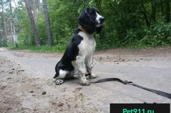 Пропала собака в районе Семсовхоза, Лабинск.