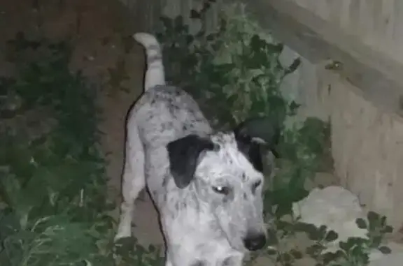 Пропала собака в селе Пироговка, Ахтубинский район