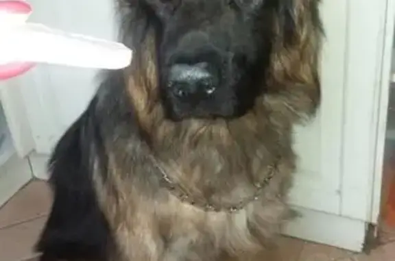 Пропала длинношерстная собака в Павловске