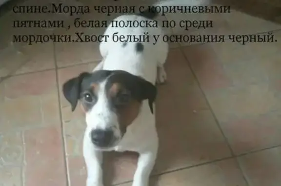 Пропала собака E6X333 в Москве