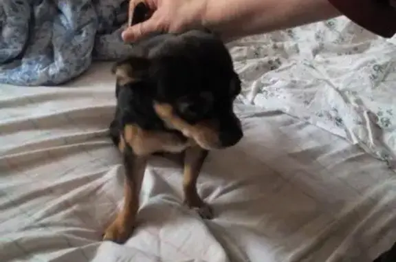 Пропала собака в Пскове