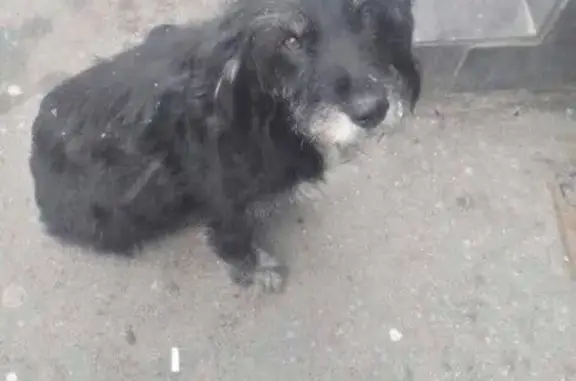Пропала собака на Новоясеневском проспекте, найдена черная мини шнауцер сука.