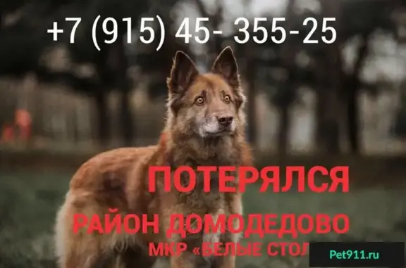 Пропала собака Чокко в Белых Столбах, Домодедово