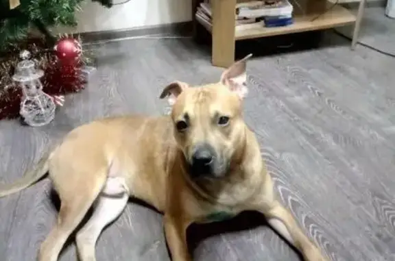 Собаки потеряшки, Кострома, фото: Потеряшка собака, найден кобель до года в ошейнике, Кострома