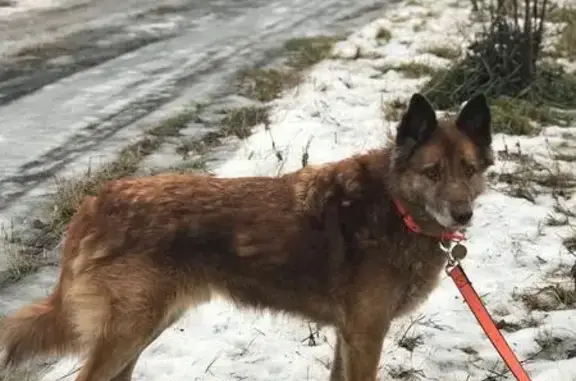 Пропала собака в мкр Белые Столбы на ул. Рождественская