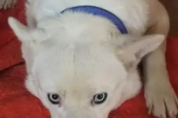 Собаки потеряшки, учхоза, фото: Потеряшка собака в Можайском районе, вознаграждение