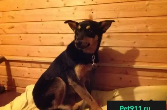 Пропала собака в Ярославском районе, найден молодой кобель в черном ошейнике