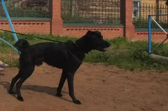 Пропала собака в Дзержинске на улице Гастелло