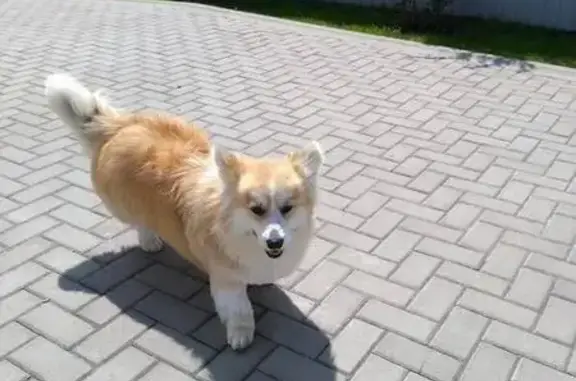 Пропала собака на улице Пучковка