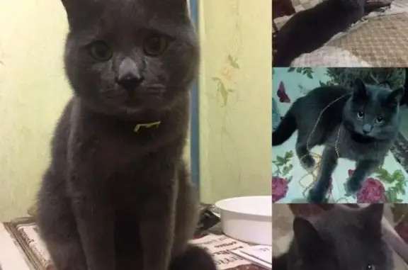 Кошки потеряшки, Кривий Ріг, фото: Потеряшка кот на ул. Промышленная 8 в Долгинцевском районе (25.12.2017)