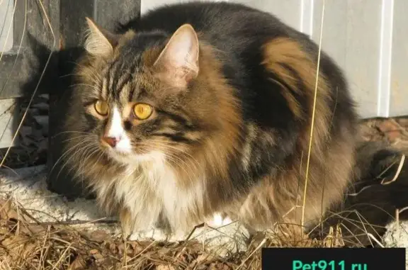 Кошки потеряшки, Курган, фото: Потеряшка кот в сад-ве Болдино.