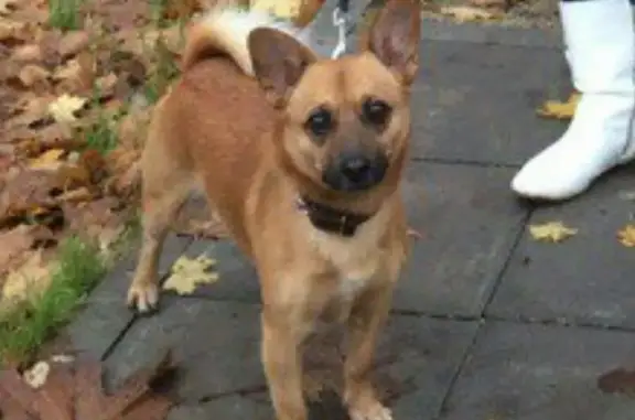 Пропала собака по кличке Батон в Чеховском районе