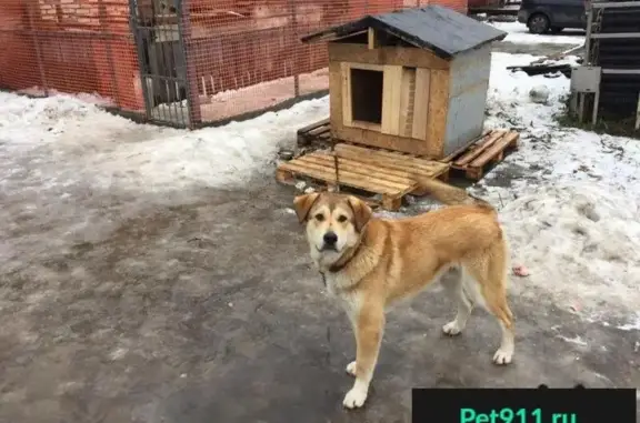 Пропала собака в Пушкино, Московский проспект 55
