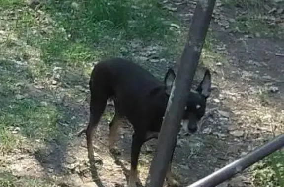 Пропала собака Чита в районе телецентра Братска