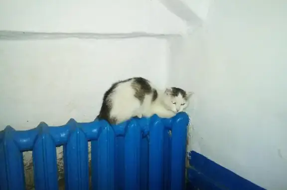 Найдена кошка в 4м подъезде на ул. Фестивальной, 9