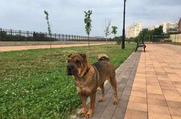 Пропала собака в Кубанском госагроуниверситете, Краснодар