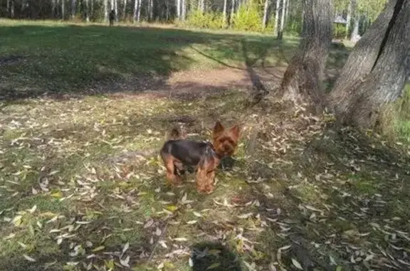 Собаки потеряшки, Новоуткинск, фото: Потеряшка йокширский терьер в пос. Новоуткинск за Первоуральском