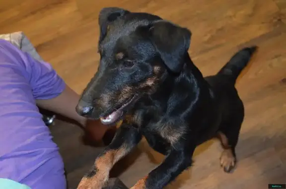 Потерянные животные Луговское, фото: Пропала собака в районе озера Треустан, Красноармейский район, Челябинская область