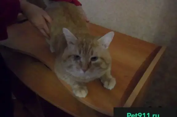 Найден рыжий кот в Барнауле