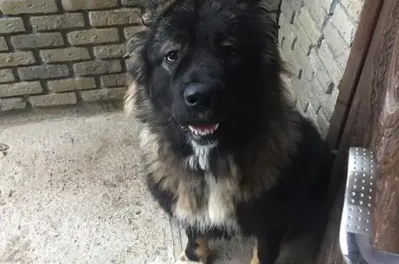 Пропала кавказская собака в Московской области