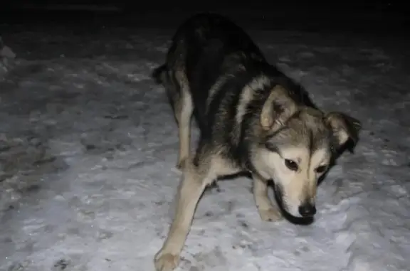 Пропала собака в Красково, Люберцы 1 декабря 2017 года