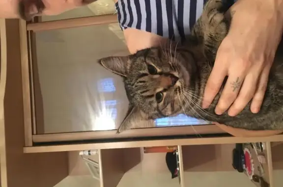 Ласковый котик найден в Набережных Челнах на ул. Шамиля Усманова, 58
