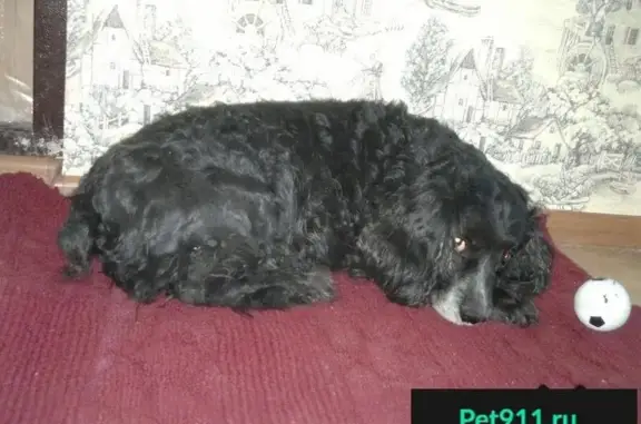 Пропала собака Ральф в Дальнем Засвияжье, Ульяновская область