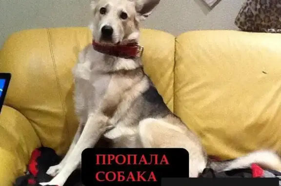 Пропала собака ВУЛЬФИ, серо-черного окраса, Теплый Стан, Москва