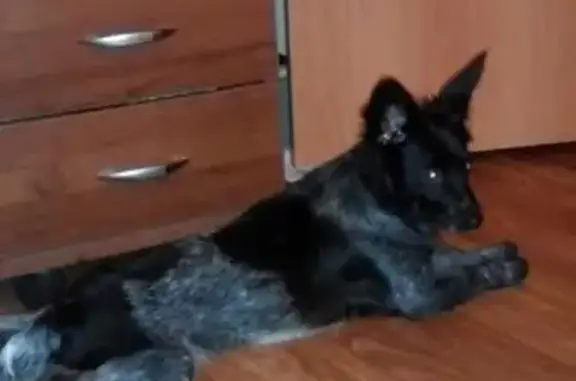 Собака найдена в Тольятти на бульваре Орджоникидзе 7.