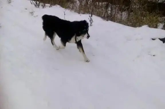 Пропала собака в Магнитогорске на Мичурина 1