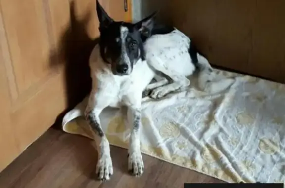 Пропала собака в д. Базарово, Московская область