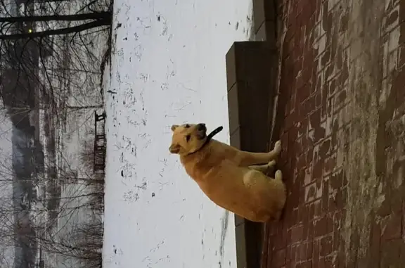 Найдена собака, Туношна, фото: Собака найдена в Туношне, Ярославская область