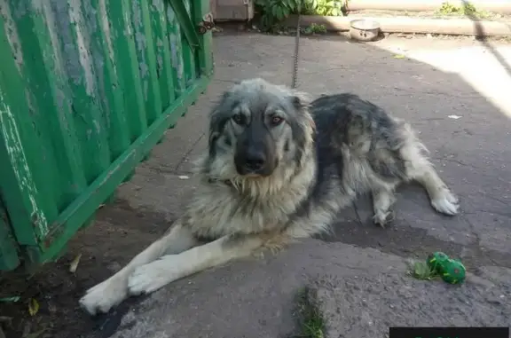 Пропала собака Метис в Нижнем Новгороде